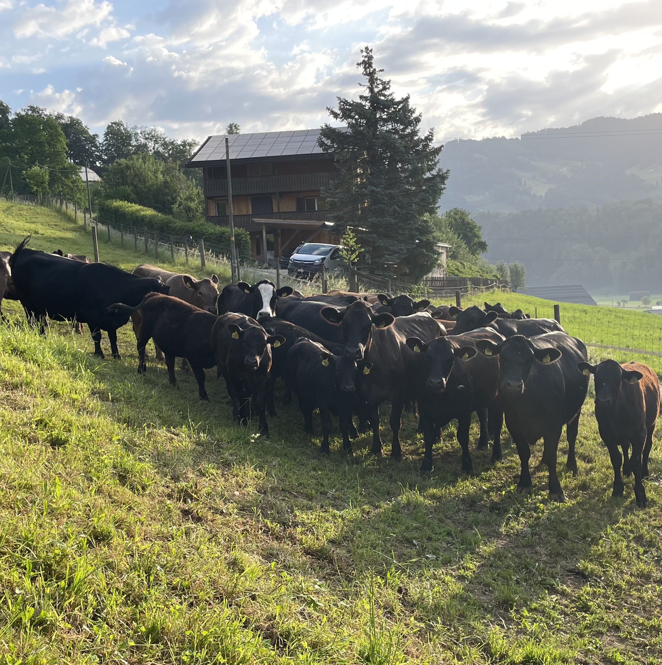 Mutterkuhherde Angus Rinder