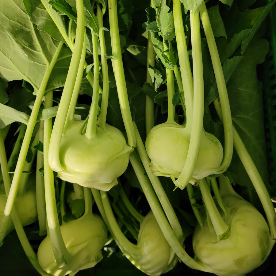 Kohlrabi_2.jpg