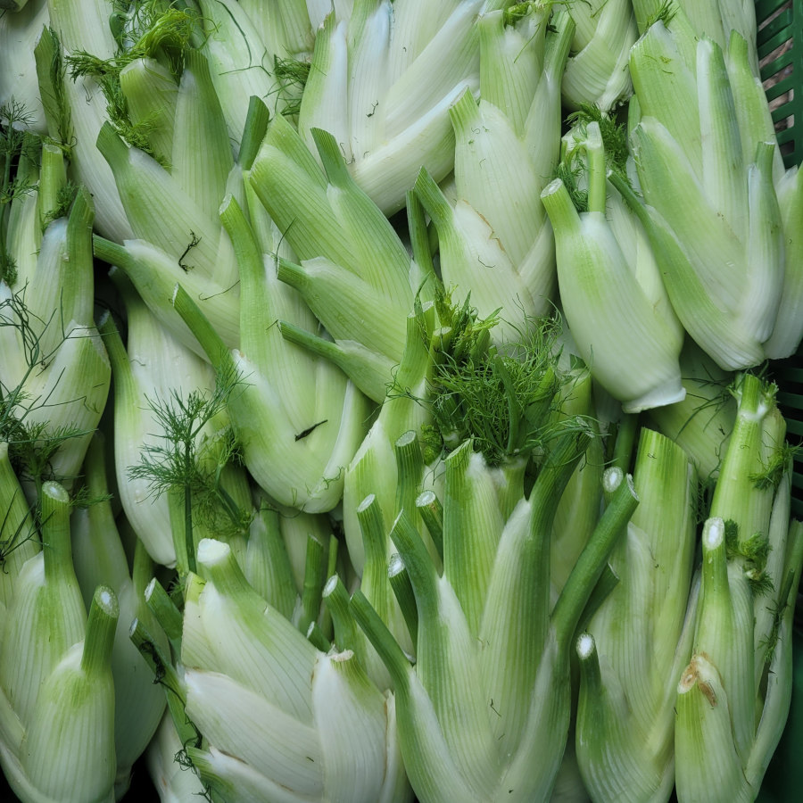 Fenchel_20230707151858.jpg