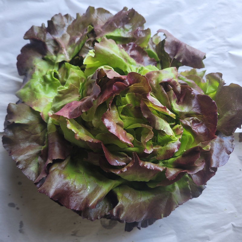 KOPFSALAT_ROT_20230710083301.jpg
