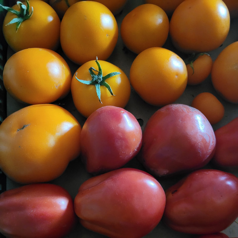 Tomaten_Spezial.jpg