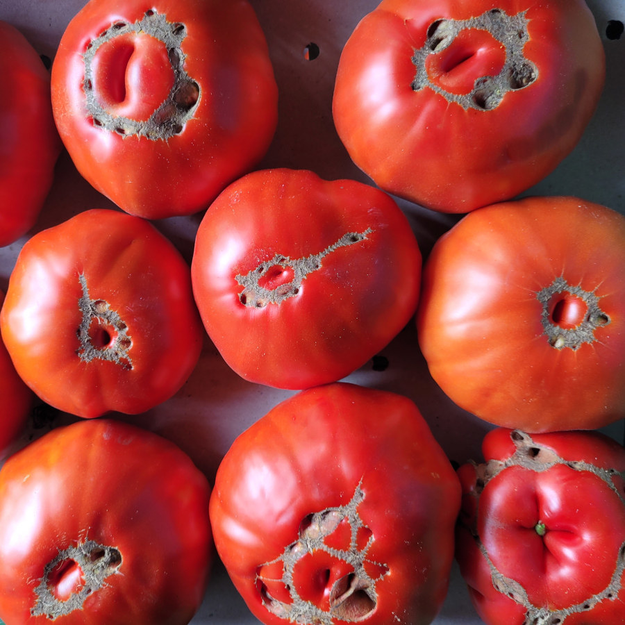 Fleischtomaten_2.jpg