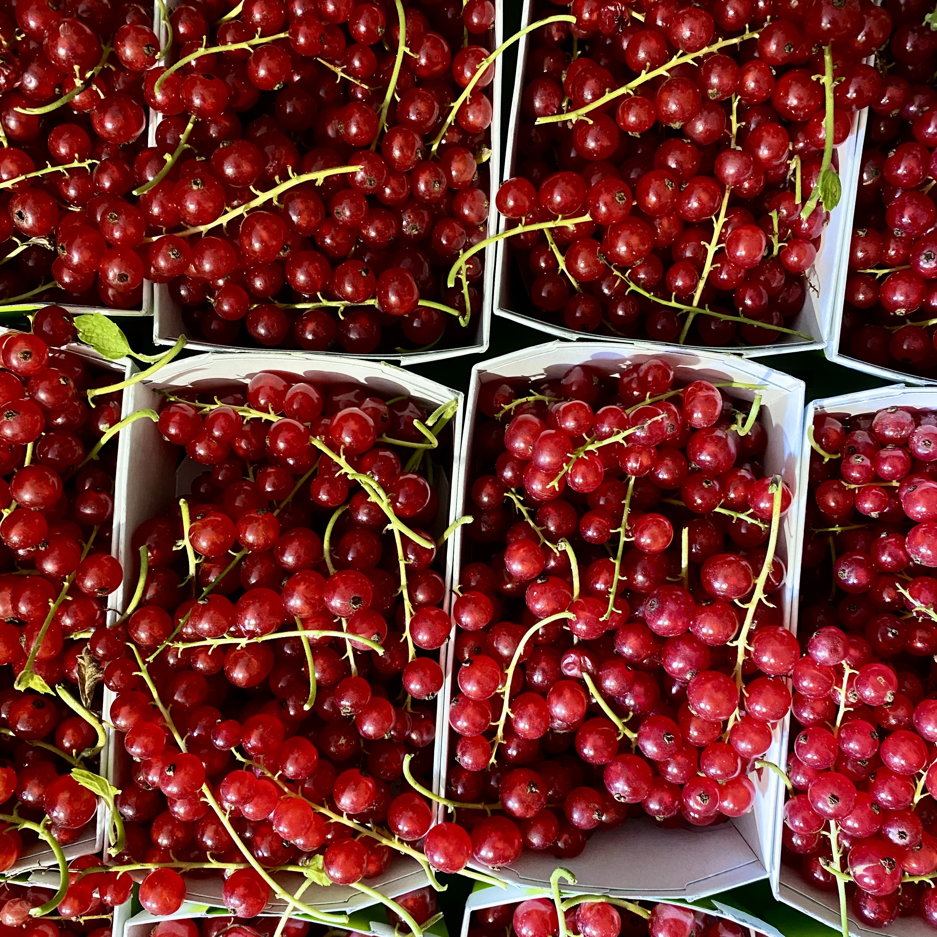 Johannisbeeren_rot.jpg