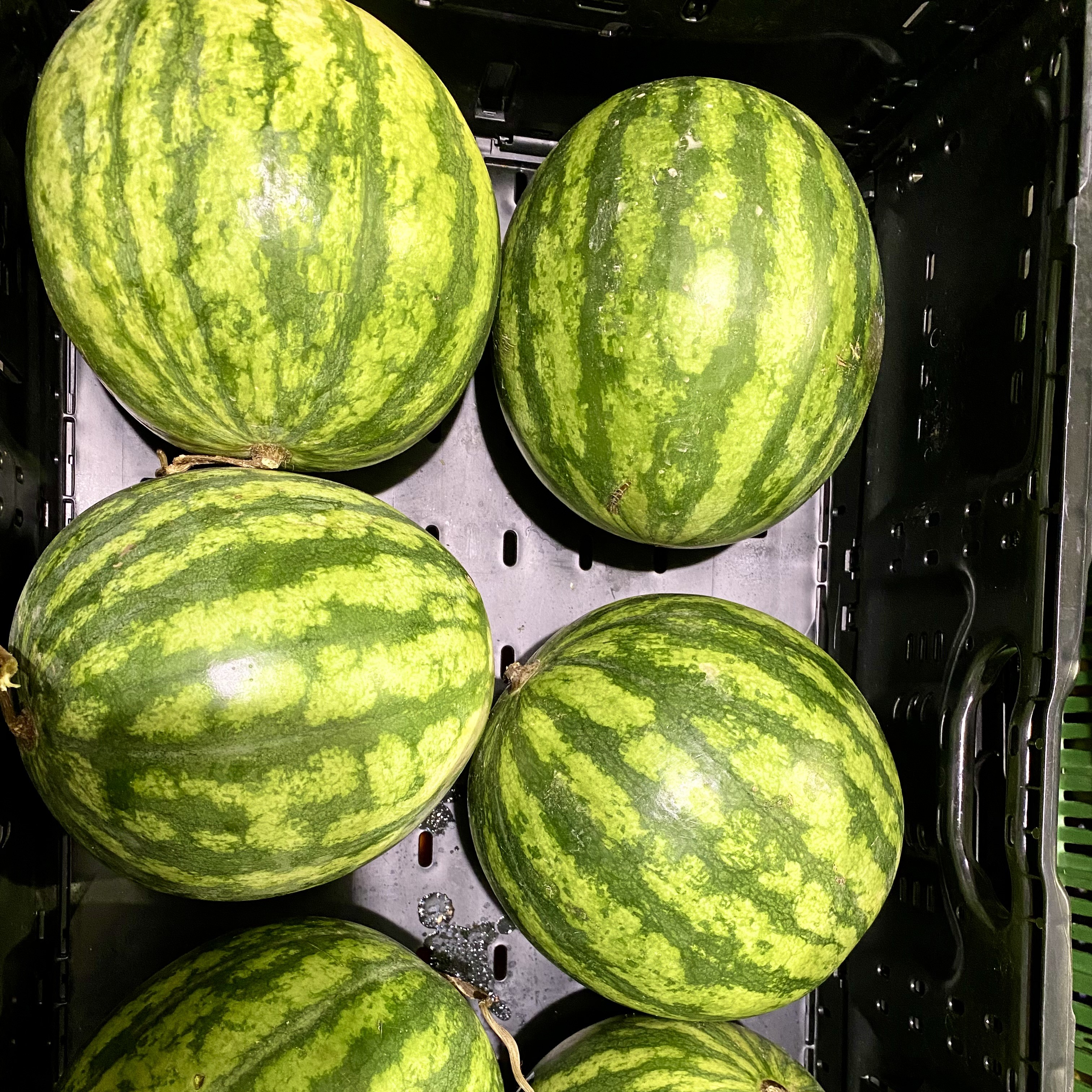 Wassermelone.jpg