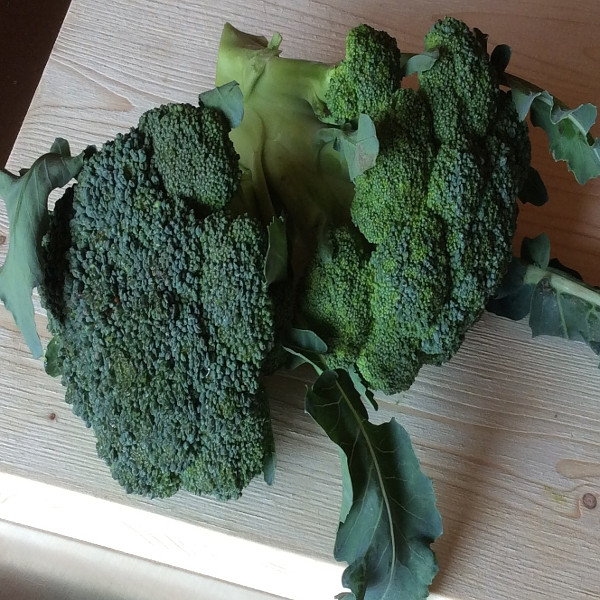 Broccoli.JPG