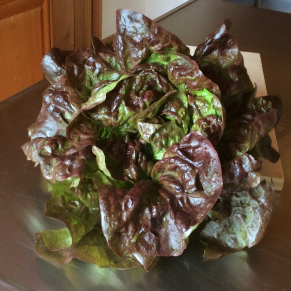 Kopfsalat_rot.JPG